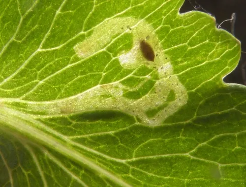 Chromatomyia horticola - photo 5