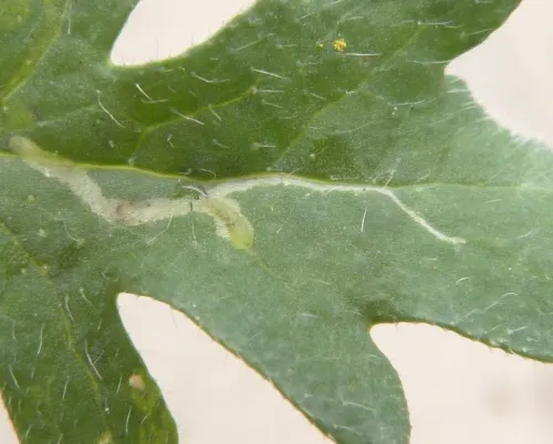 Chromatomyia horticola - photo 6