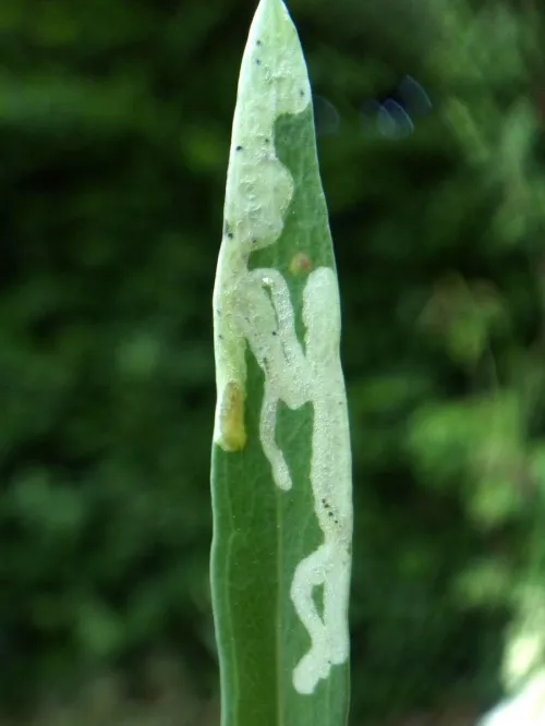 Chromatomyia horticola - photo 7