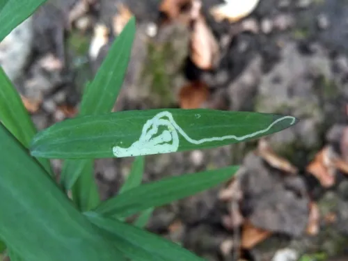Chromatomyia horticola - photo 8