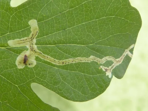 Chromatomyia lonicerae