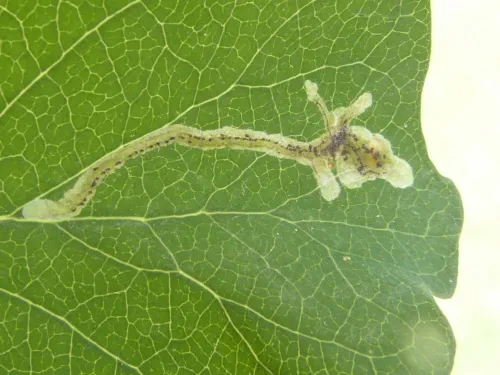 Chromatomyia lonicerae - photo 2