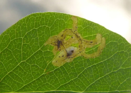 Chromatomyia lonicerae - photo 3