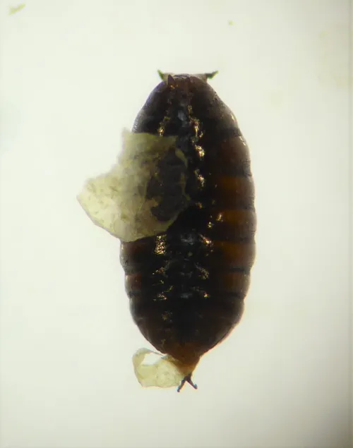 Chromatomyia lonicerae - photo 4