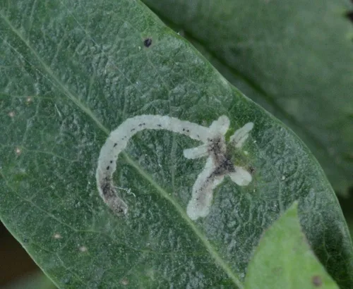 Chromatomyia lonicerae - photo 5