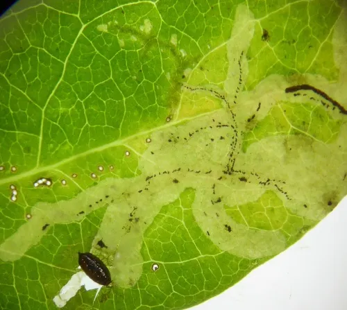 Chromatomyia lonicerae - photo 8
