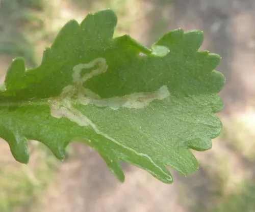 Phytomyza paraciliata