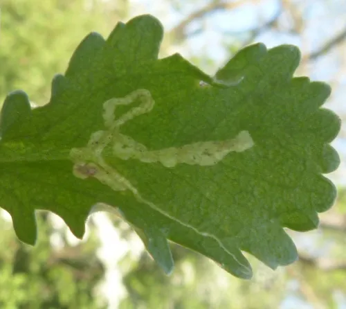 Phytomyza paraciliata - photo 2