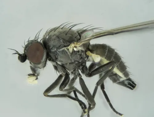 Chromatomyia periclymeni