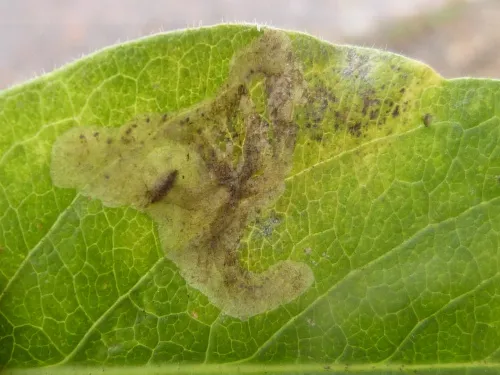 Chromatomyia periclymeni - photo 2