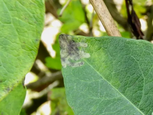 Chromatomyia periclymeni - photo 3