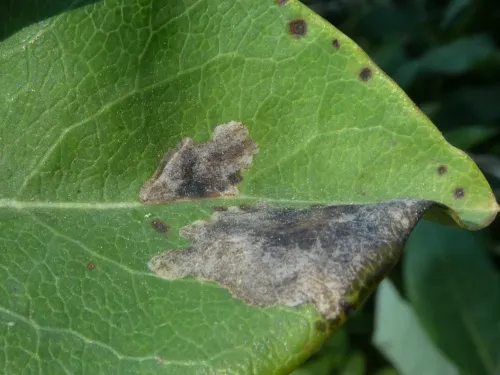 Chromatomyia periclymeni - photo 4