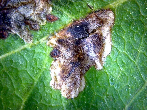 Chromatomyia periclymeni - photo 5