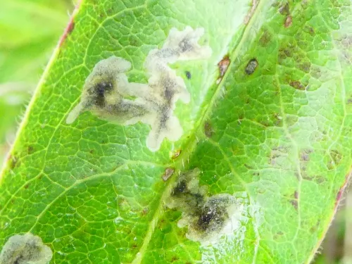 Chromatomyia periclymeni - photo 6