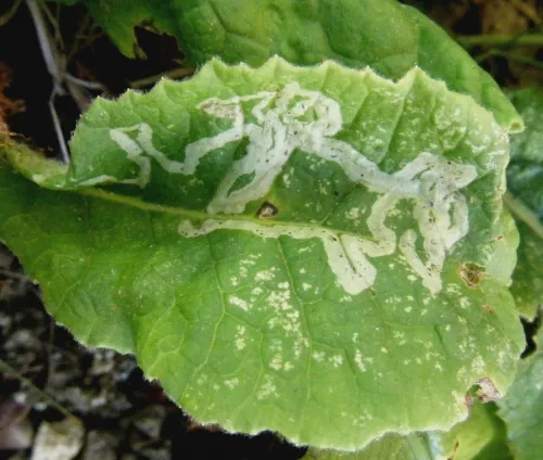 Chromatomyia primulae