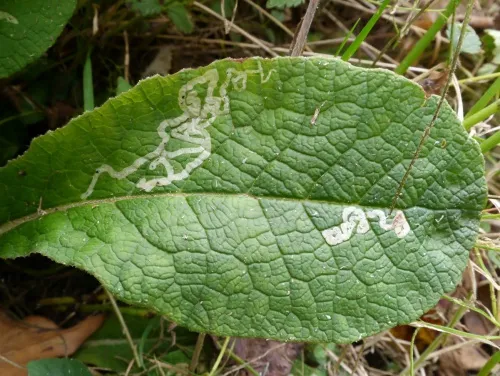 Chromatomyia primulae - photo 2
