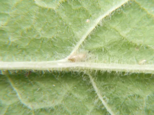 Chromatomyia primulae - photo 3