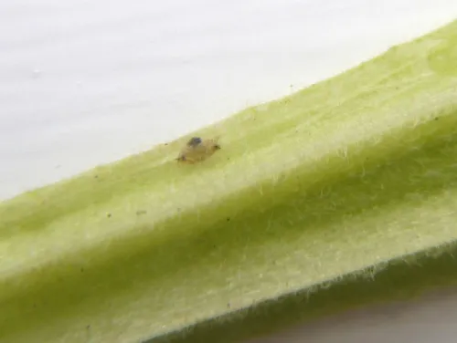 Chromatomyia primulae - photo 4