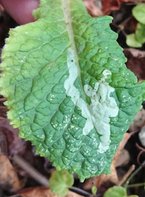 Chromatomyia primulae - photo 5