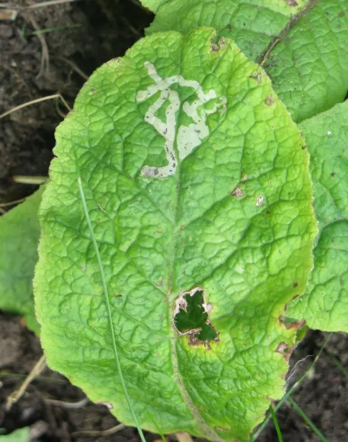 Chromatomyia primulae - photo 8
