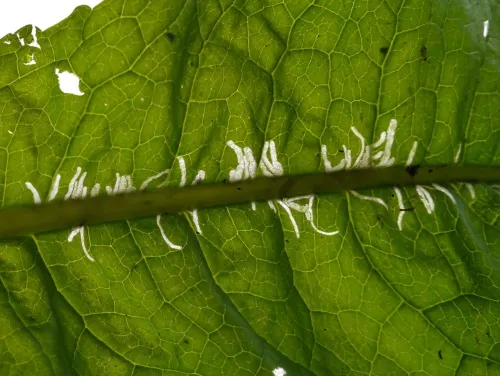 Chromatomyia ramosa