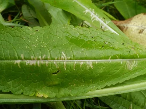 Chromatomyia ramosa - photo 2