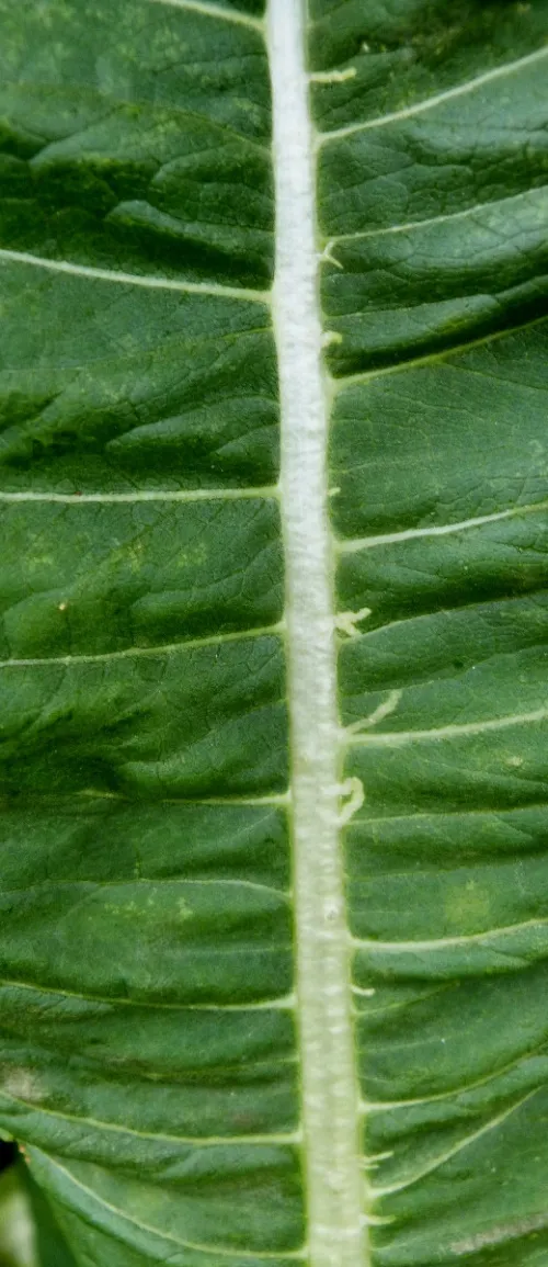 Chromatomyia ramosa - photo 3
