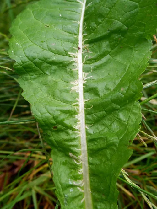 Chromatomyia ramosa - photo 5