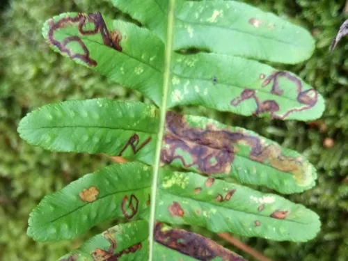Chromatomyia scolopendri