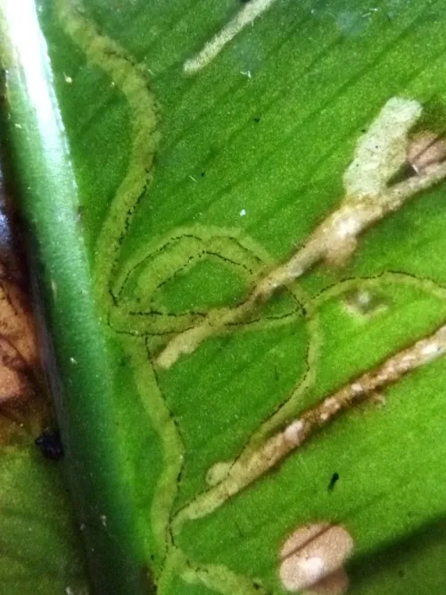 Chromatomyia scolopendri - photo 2