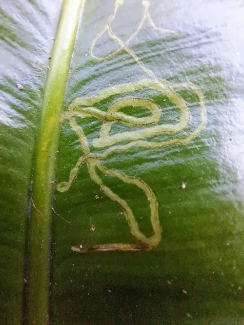 Chromatomyia scolopendri - photo 3