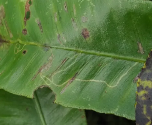 Chromatomyia scolopendri - photo 4