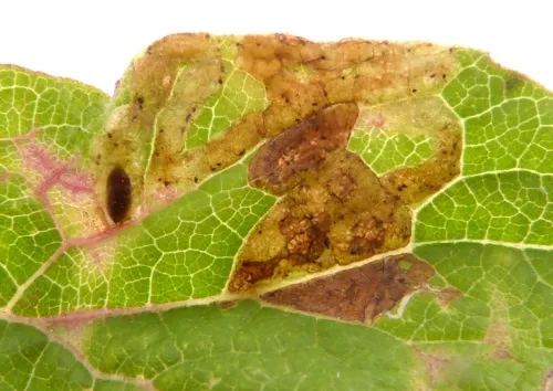 Chromatomyia syngenesiae
