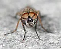 Chromolepida bella - Chromolepida bella