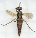 Chromolepida bella - photo 5