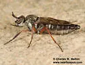 Chromolepida mexicana - photo 2