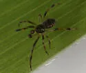 Chrosiothes chirica
