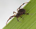 Chrosiothes chirica - photo 2