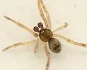Chrosiothes jenningsi