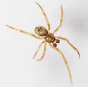 Chrosiothes jenningsi - photo 3