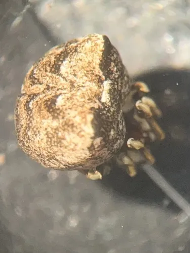 Chrosiothes jocosus
