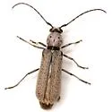 Chrotoma dunniana - photo 2