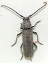 Chrotoma dunniana - photo 3