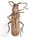 Chrotoma dunniana - photo 4