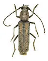 Chrotoma dunniana - photo 5