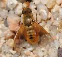 Chrysanthrax arenosus - photo 2