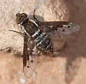 Chrysanthrax cautor