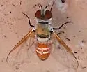 Chrysanthrax crocinus - photo 2