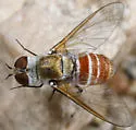 Chrysanthrax crocinus - photo 3