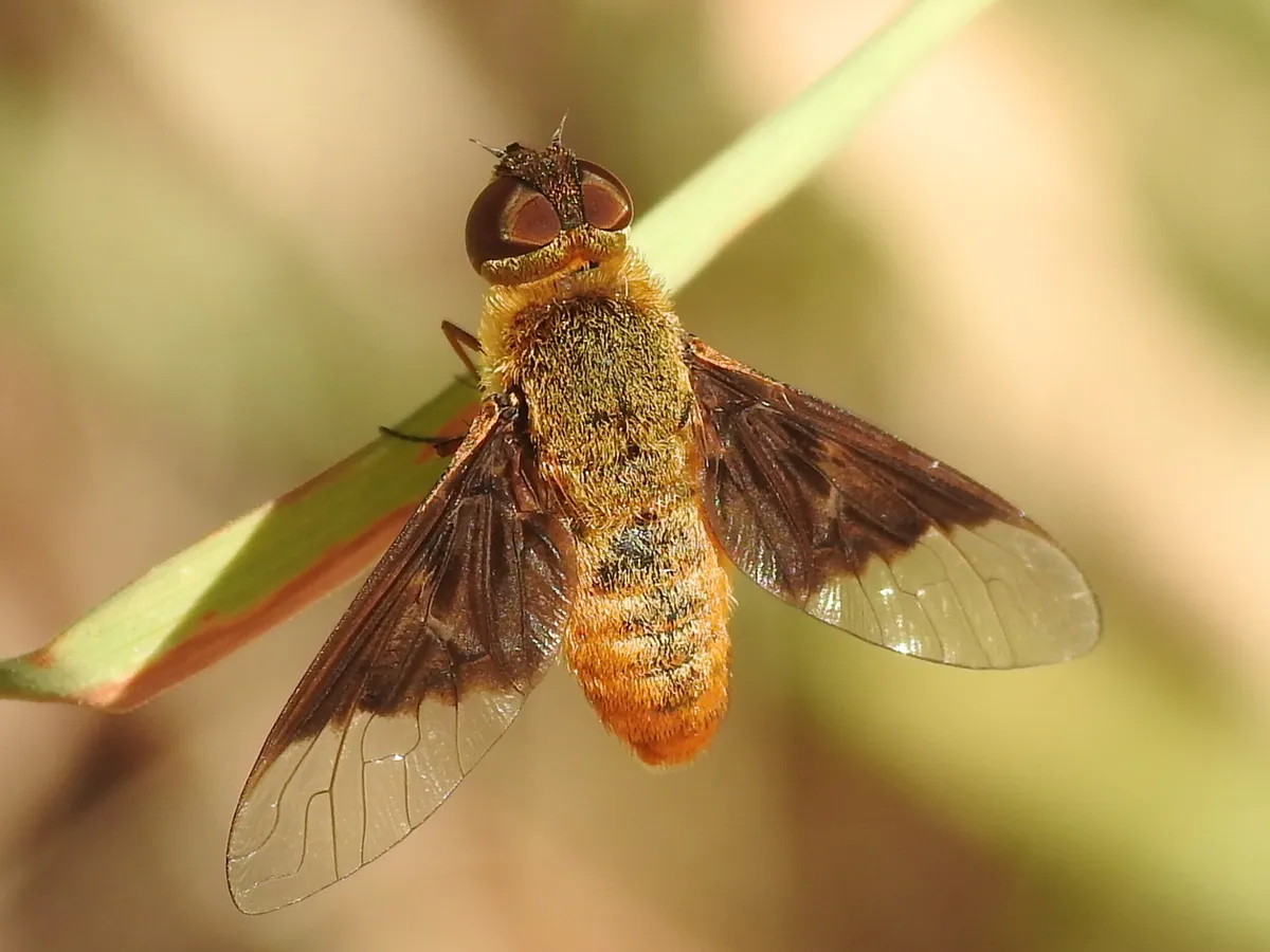 Chrysanthrax cypris - photo 2